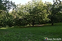 VBS_4867 - Il bosco fatato - Montaldo Roero